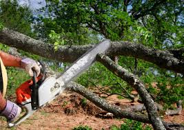 Best Tree Cabling and Bracing  in West Clarkston Highland, WA