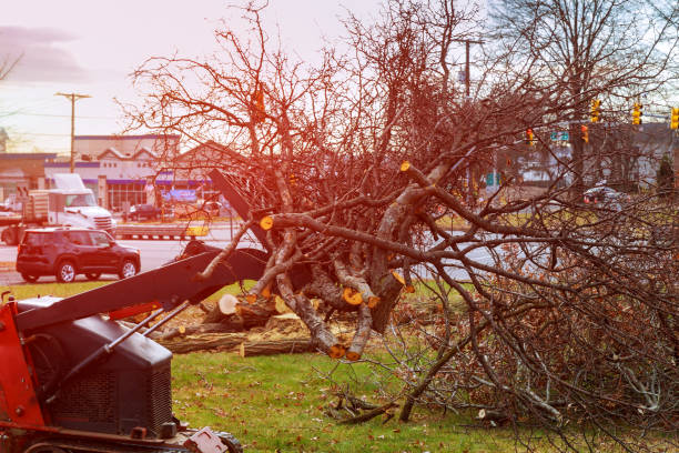 Best Tree Maintenance Programs  in West Clarkston Highland, WA