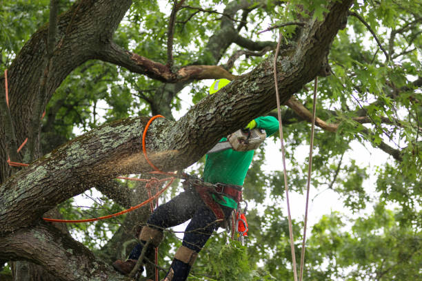 Best Storm Damage Tree Cleanup  in West Clarkston Highland, WA