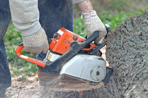 Best Lawn Maintenance Plans  in West Clarkston Highland, WA
