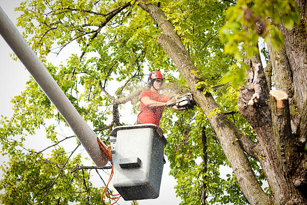 Best Seasonal Cleanup (Spring/Fall)  in West Clarkston Highland, WA