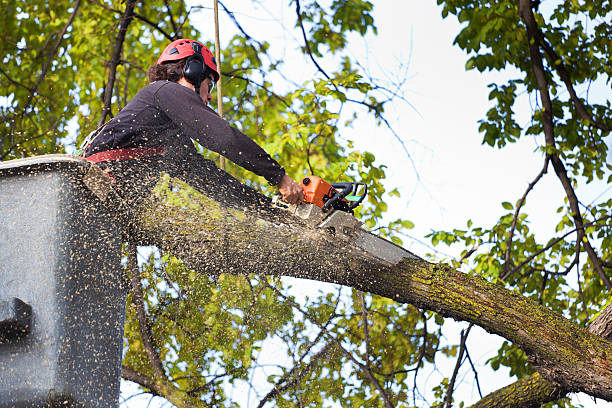 Best Tree Disease Treatment  in West Clarkston Highland, WA
