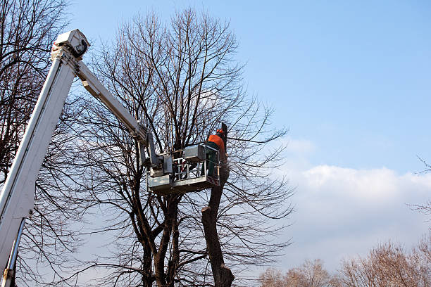 Best Tree Risk Assessment  in West Clarkston Highland, WA