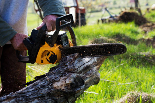 Best Fruit Tree Pruning  in West Clarkston Highland, WA