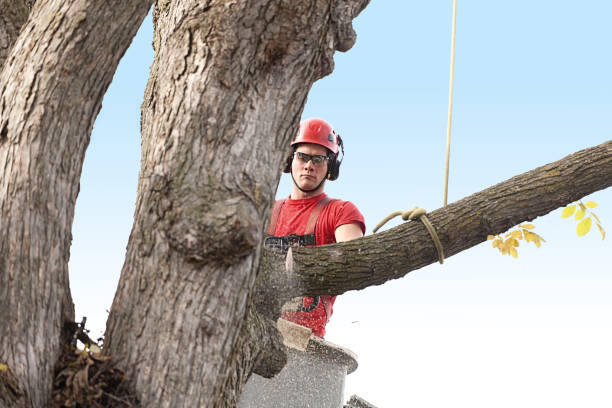 Best Tree Health Inspection  in West Clarkston Highland, WA