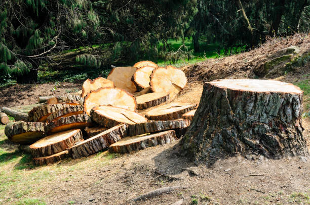 Best Leaf Removal  in West Clarkston Highland, WA